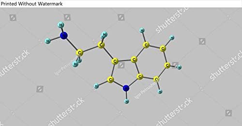 Triptaminin KwikMedia Poster Reprodüksiyonu bir monoamin Alkaloiddir. Bir indol Halka Yapısı içerir ve yapısal olarak İsminin