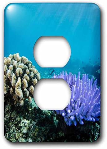 3dRose lsp_228486_6 Sualtı, Mercan Kayalığı Çeşitliliği, Fiji Priz Kapağı, Karışık